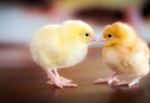 Mengenal Day Old Chick (DOC)