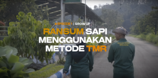 GROW UP Eps. I Ransum Sapi Menggunakan Metode TMR (Total Mixed Ration)