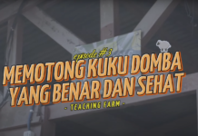 Grow UP Eps III: Tips Potong Kuku Domba yang Benar dan Sehat!