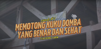 Grow UP Eps III: Tips Potong Kuku Domba yang Benar dan Sehat!