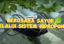 Grow Up Eps IV: Sukses Usaha Sayuran Pakai Sistem Hidroponik!
