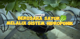 Grow Up Eps IV: Sukses Usaha Sayuran Pakai Sistem Hidroponik!